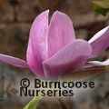 MAGNOLIA 'Advance'  