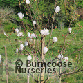 MAGNOLIA 'Anticipation'  