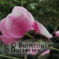 MAGNOLIA 'Caerhays Belle'  