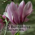 MAGNOLIA 'Caerhays Surprise'  