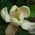 MAGNOLIA delavayi  