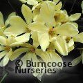 MAGNOLIA 'Goldfinch'  