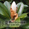 MAGNOLIA grandiflora 'D.D Blanchard' 