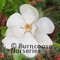 MAGNOLIA grandiflora 'D.D Blanchard' 