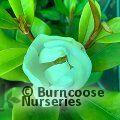 MAGNOLIA grandiflora 'Exmouth' 