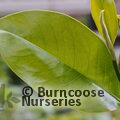 MAGNOLIA grandiflora 'Exmouth' 