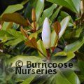 MAGNOLIA grandiflora 'Mainstreet' 
