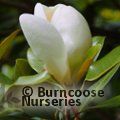MAGNOLIA grandiflora 'Mainstreet' 