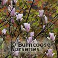 MAGNOLIA 'Heaven Scent'  