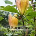 MAGNOLIA acuminata 'Honey Liz' 