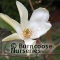 MAGNOLIA 'Honey Belle'  