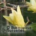 MAGNOLIA 'Honey Belle'  