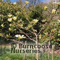 MAGNOLIA 'Honey Belle'  