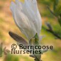 MAGNOLIA kobus 'Isis' 