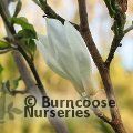 MAGNOLIA kobus 'Isis' 