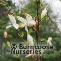 MAGNOLIA kobus 'Isis' 