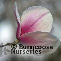 MAGNOLIA 'Kronos'  