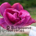 MAGNOLIA 'Meganolia'  