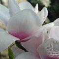 MAGNOLIA 'Milky Way'  