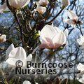 MAGNOLIA 'Milky Way'  
