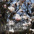 MAGNOLIA 'Milky Way'  