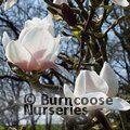 MAGNOLIA 'Milky Way'  