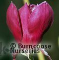 MAGNOLIA 'Red as Red'  