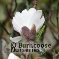 MAGNOLIA stellata 'Royal Star' 
