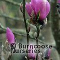 MAGNOLIA 'Serene'  