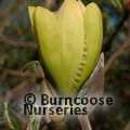 MAGNOLIA 'Solar Flair'  