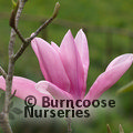 MAGNOLIA 'Star Wars'  