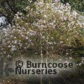 MAGNOLIA stellata 'Jane Platt' 
