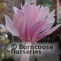 MAGNOLIA stellata 'Jane Platt' 