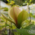 MAGNOLIA 'Sun Spire'  