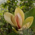 MAGNOLIA 'Sun Spire'  