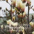MAGNOLIA 'Sun Spire'  