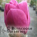 MAGNOLIA 'Sweet Merlot'  