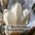 MAGNOLIA 'Sweet Sixteen'  