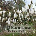 MAGNOLIA 'Sweet Sixteen'  