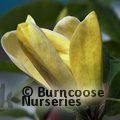 MAGNOLIA x brooklynensis 'Yellow Bird' 