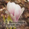 MAGNOLIA x soulangeana 'Lombardy Rose' 