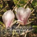 MAGNOLIA x soulangeana 'Lombardy Rose' 