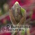 MAGNOLIA denudata 'Yellow River' 