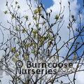 MAGNOLIA denudata 'Yellow River' 
