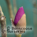 MAGNOLIA 'Sweet Merlot'  