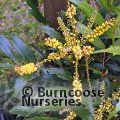 MAHONIA eurybracteata 'Meteor' 