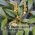 MAHONIA eurybracteata 'Meteor' 
