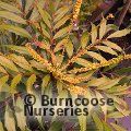 MAHONIA eurybracteata 'Meteor' 
