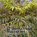MAHONIA eurybracteata 'Meteor' 