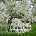 MALUS 'Evereste'  
